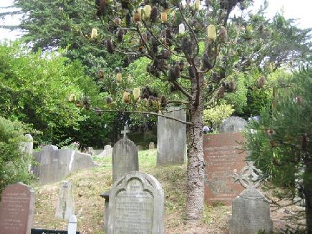 Alter Friedhof in Wellington.