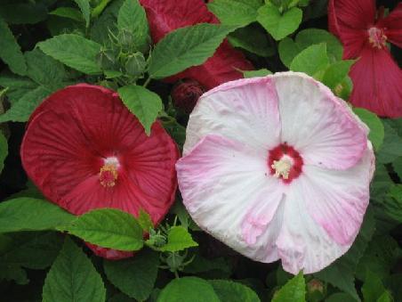 Blumen in Napier.