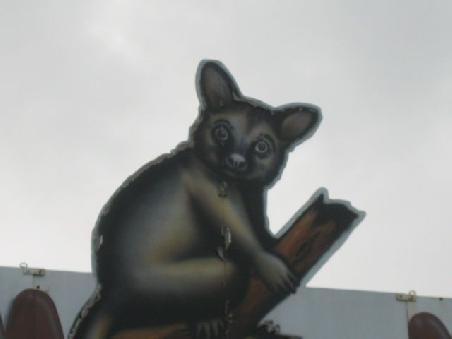 So sieht ein Opossum aus. Allerdings in Neuseeland eine grosse Plage. Da diese Tiere ebenfalls nacktaktiv sind habe ich relativ schlechte Chancen davon einen Schnappschuss zu machen der dann auch tauglich ist.