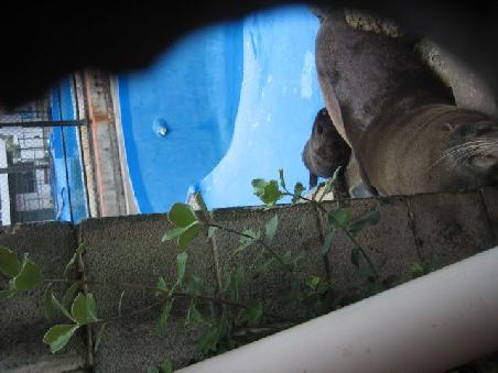 Durch ein Loch im Zaun ins Marineland gespitzt und "Mama mit Baby" entdeckt.