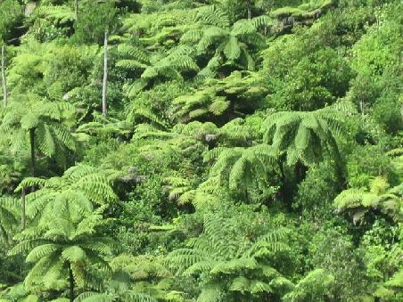 Wald um Waihio.