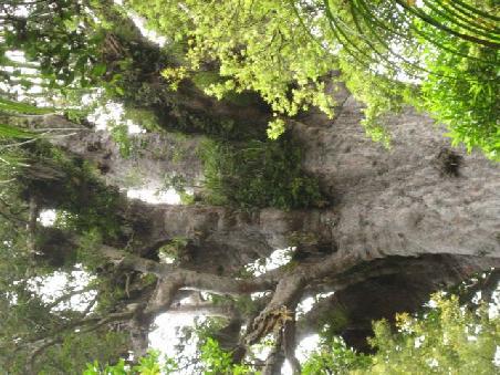 Einer der Kaori Trees.