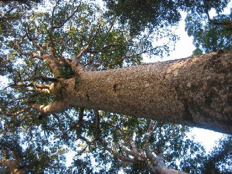 Kaori Tree.