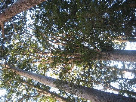 Viele Kaori Trees.