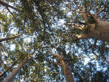 Noch mehr Kaori Trees.