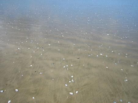 Viele Muscheln.