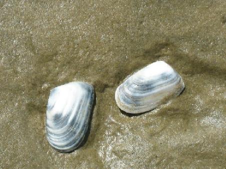 Muscheln in Grossaufnahme.