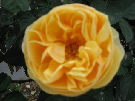 Eine Blume zwischendurch...