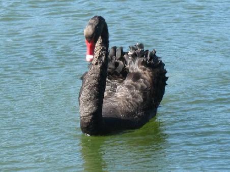 Schwan im Albert Park...ueber Wasser