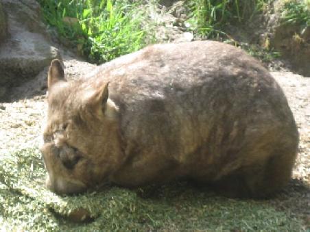 Ein Wombat bei meinem Auflug nach Phillip Island...