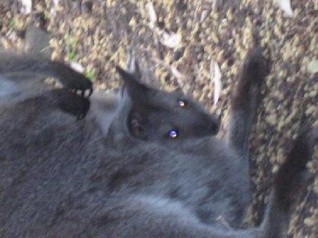 Baby Wallabee...im Bauch von der Mama...