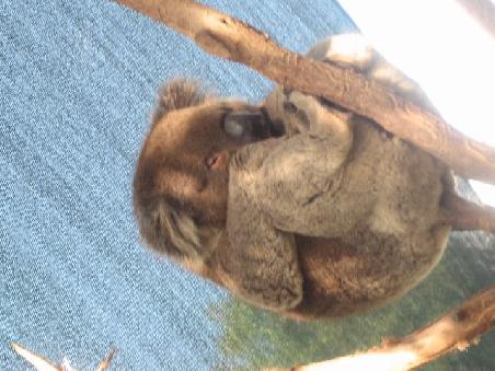 Koala Baer Nummer 2 der schlaeft...