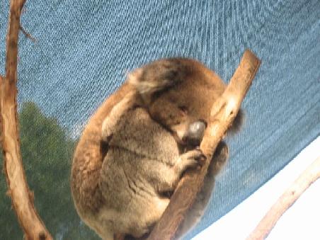 Ein Koala, natuerlich schlafend, diese Tiere schlafen 19-20 Stunden am Tag...