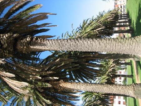 Palmenreihe am Strand.