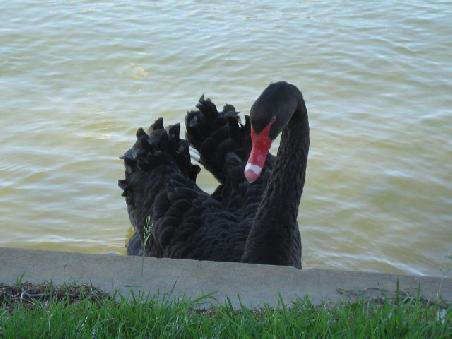 Schwan im Albert Park.