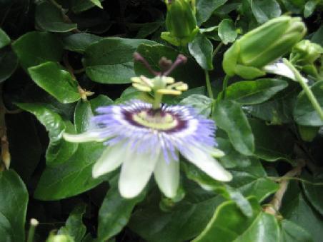 Diese Blume oder was auch immer fand ich witzig.