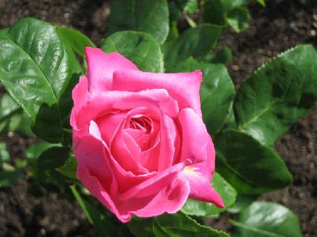 Ein Rose in rosa.