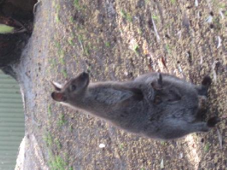 Und ein Wallabee.