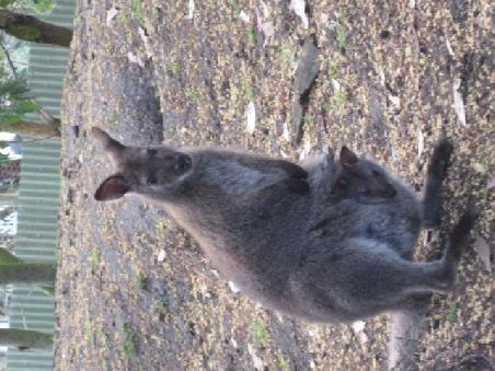 Mama und Baby Wallabee.