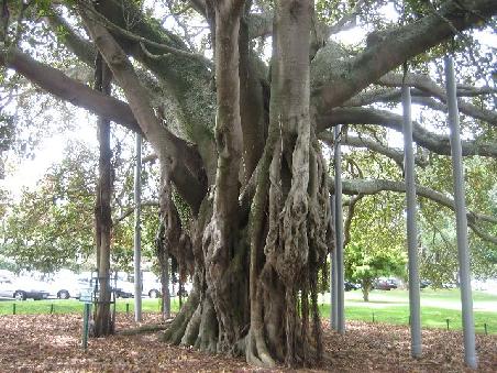 Baum im Park in Devenport.