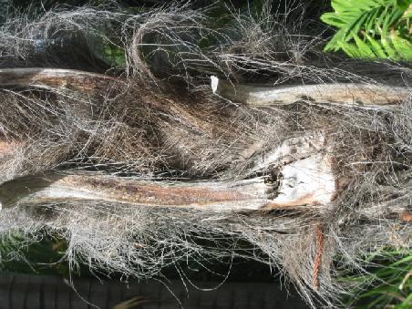 "Behaarter" Baum im botanischen Garten.