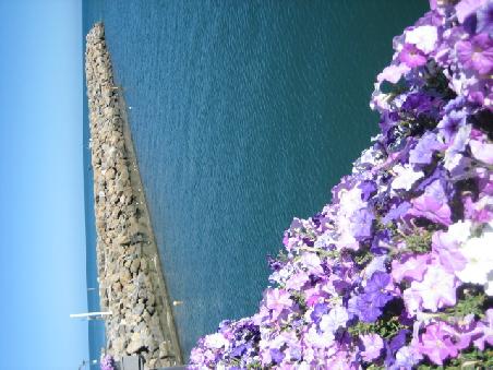 Hafen mit Blumen.