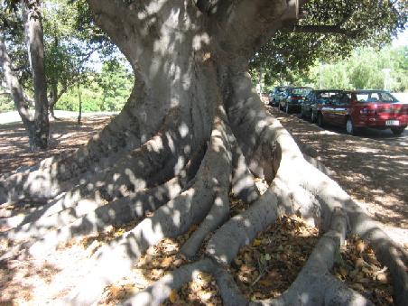 Baum.