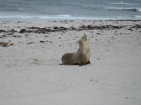Das ist eine "Seal Mama" die gerade ihren Nachwuchs ruft.