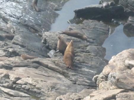 Hier sind dann die "neuseelaendischen seals" zu sehen.