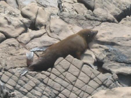 Seal in Grossaufnahme.