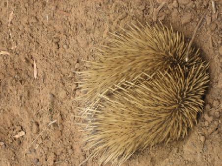 Meiner erster Echidna in freier Natur. Er war noch etwas schuechtern. Ich weiss mit ganz wenig Phantasie koennte das auch eine Blume oder ein Kaktus sein.