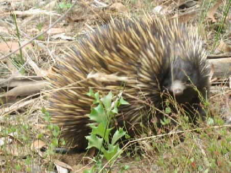 Aber hier Echidna Nummer 2 der direkt in meine Richtung blickte aus ich auf den Ausloeser drueckte.
