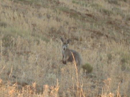 Ein Kangaruh.