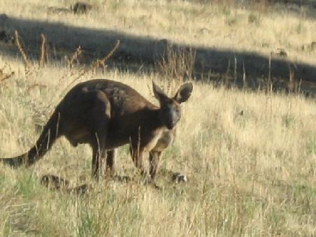 Noch ein Kangaruh.