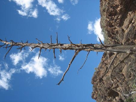 Toter Baum.