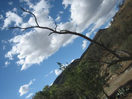 Und noch ein Baum.