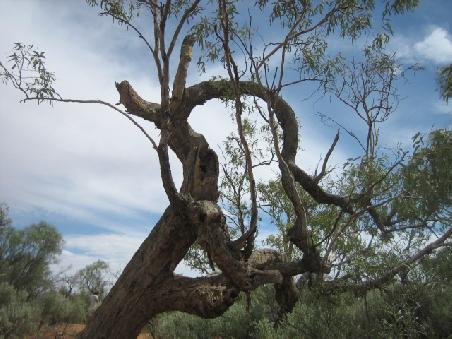 Hier noch ein Baum.