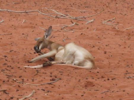 Lazy Kangaruh.