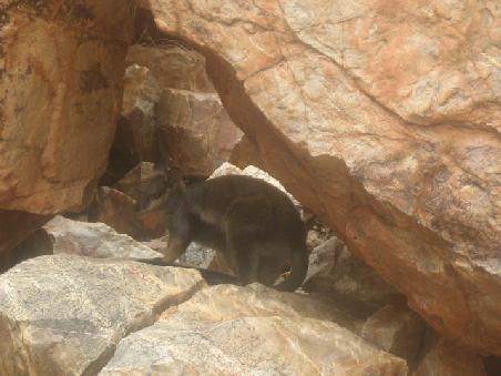 Und hier ein Rock-Wallabee.
