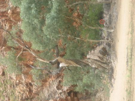 Baum.