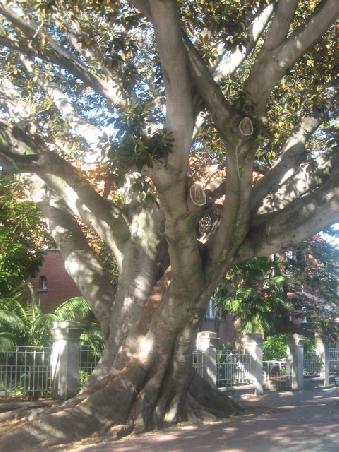 Baum in der Hay Street.