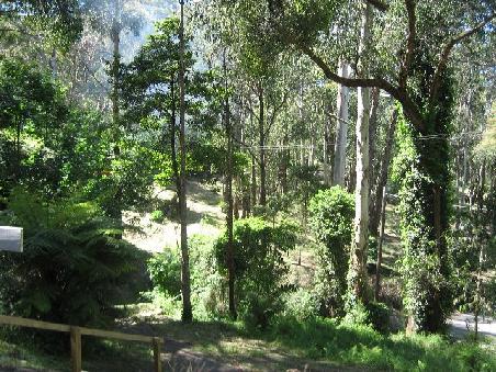 Der Wald durch den wir gefahren sind.