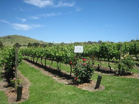 Weingut im Yarra Valley.