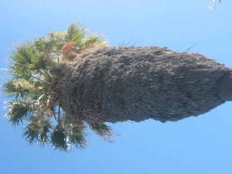 Geile Palme.