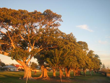 Park in Freo.