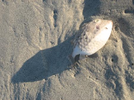 Toter Fisch am Strand.