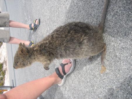 Quokka. Die ganz kleine Form der Kangaruhs, aber viel viel niedlicher.