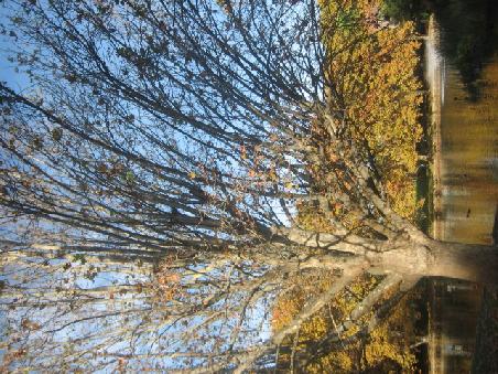 Im Hyde Park. Auch hier wirds Herbst und die Baeume verlieren Blaetter.