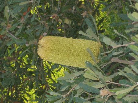 Pflanze im Kings Park.