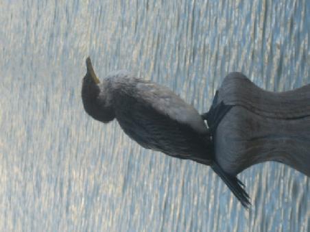 Vogel in East Perth.